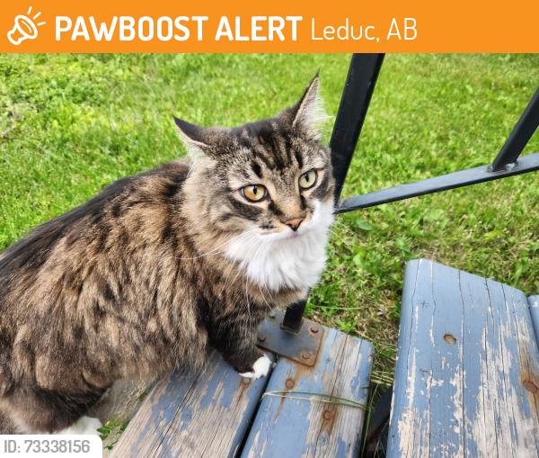 Found/Stray Unknown Cat last seen Birchmont and Bridgeport, Leduc, AB 