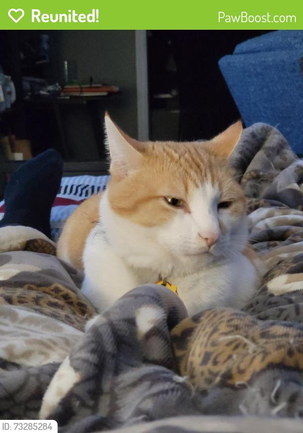 Reunited Male Cat last seen Grape Dr and Parkway Dr, Commerce City, CO 80022
