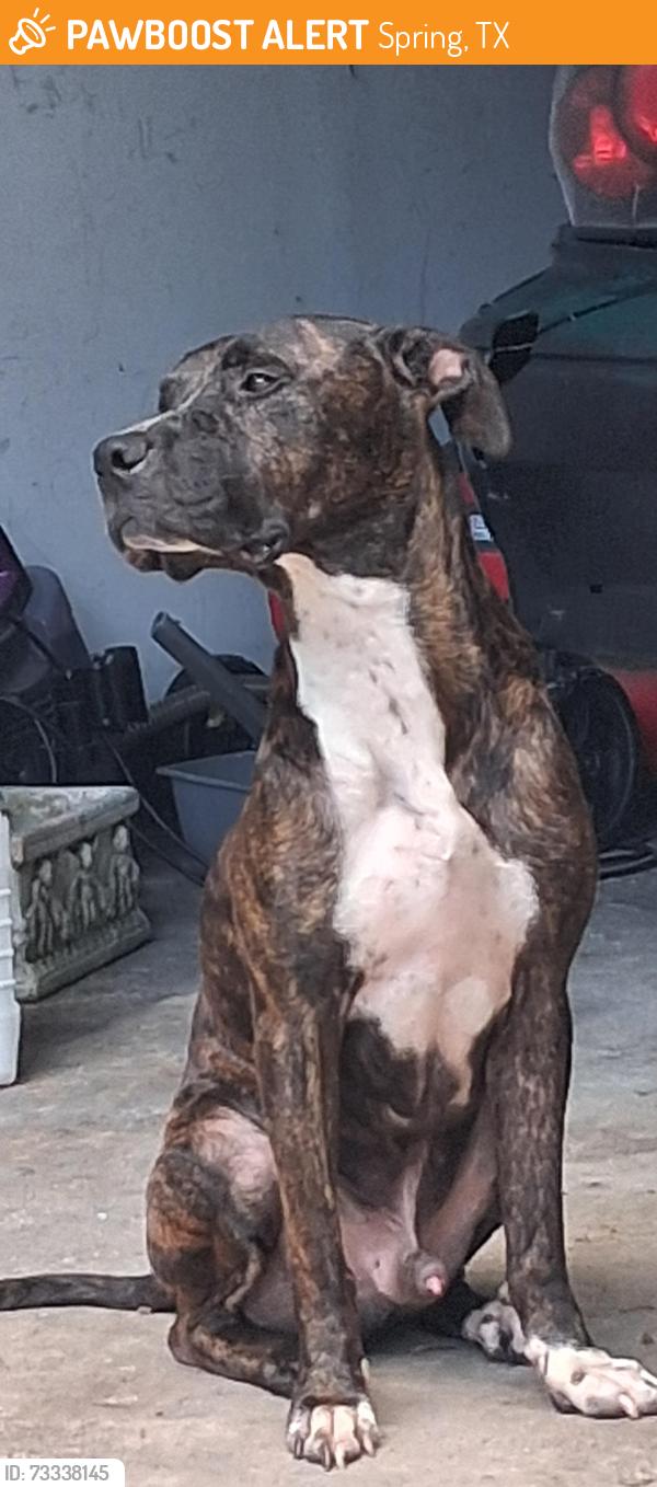 Found/Stray Male Dog last seen Near Donalbain Dr, Spring Tx. 77273, Spring, TX 77373