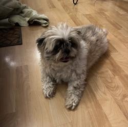 Found/Stray Unknown Dog last seen Spruce & Kimball, Caldwell, ID 83605