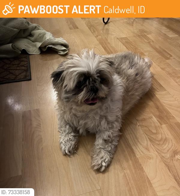 Found/Stray Unknown Dog last seen Spruce & Kimball, Caldwell, ID 83605