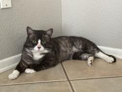 Reunited Male Cat last seen E Washington ave & Villines ave by the park, San Jacinto, CA 92583