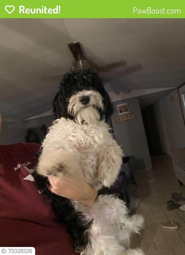 Reunited Male Dog last seen Comfort place, Comfort, TX 78013