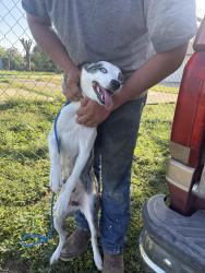 Reunited Male Dog last seen T-Mobile 78238, San Antonio, TX 78238