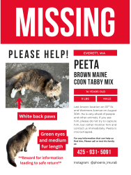 Lost Male Cat last seen 33rd Street and Wetmore Ave, Everett, WA 98201