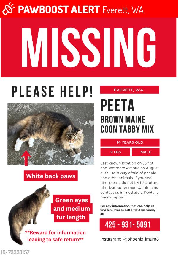 Lost Male Cat last seen 33rd Street and Wetmore Ave, Everett, WA 98201