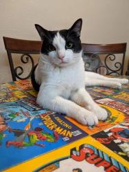 Lost Male Cat last seen Deer flt and Meridian by Bimart, Kuna, ID 83634