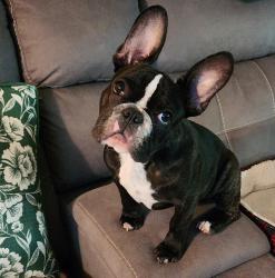 Reunited Male Dog last seen Swan and Valencia, Tucson, AZ 85756