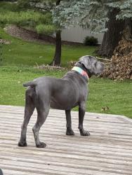 Lost Female Dog last seen View and Bredesen Park, Edina, MN 55436