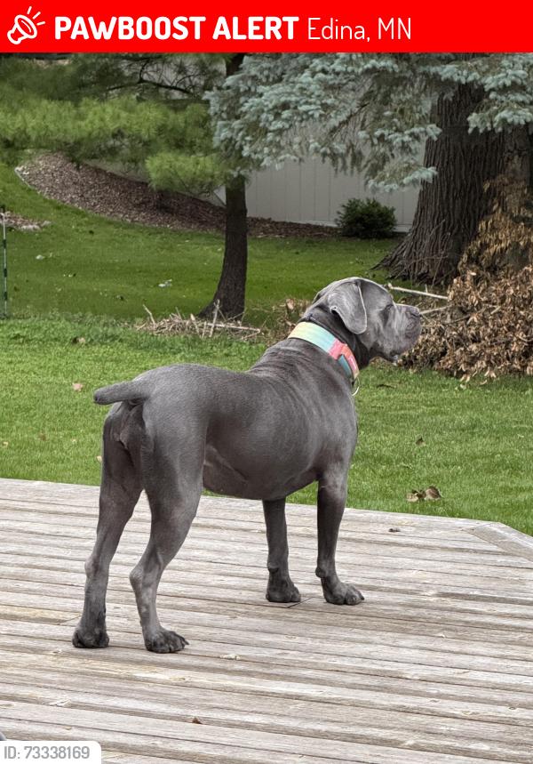 Lost Female Dog last seen View and Bredesen Park, Edina, MN 55436