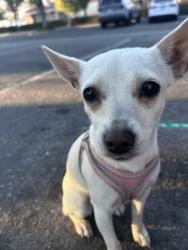Lost Female Dog last seen Near E Fifth St San Bernardino, CA 92410 United States, San Bernardino, CA 92410