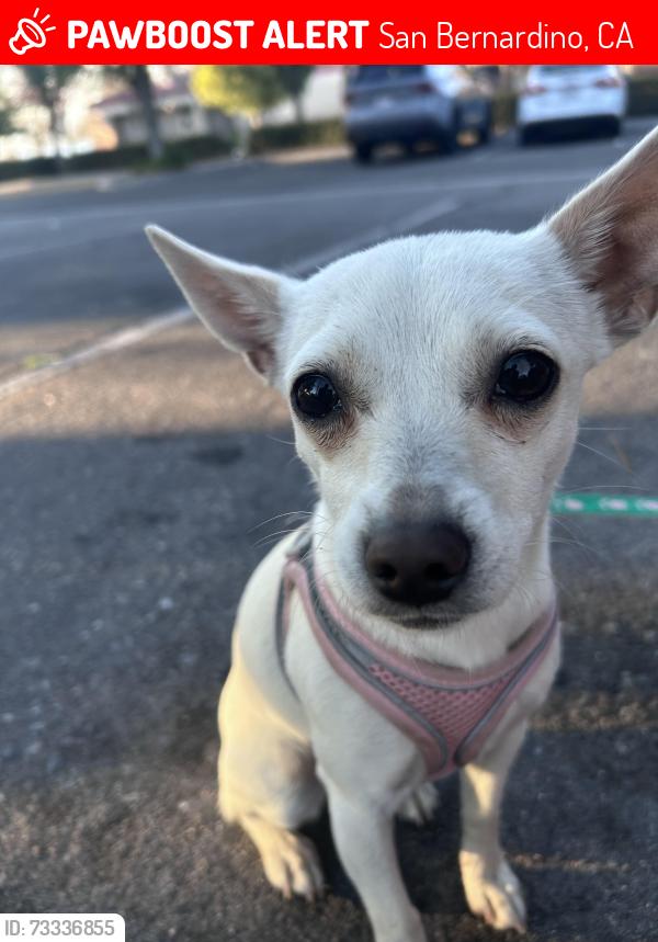 Lost Female Dog last seen Near E Fifth St San Bernardino, CA 92410 United States, San Bernardino, CA 92410