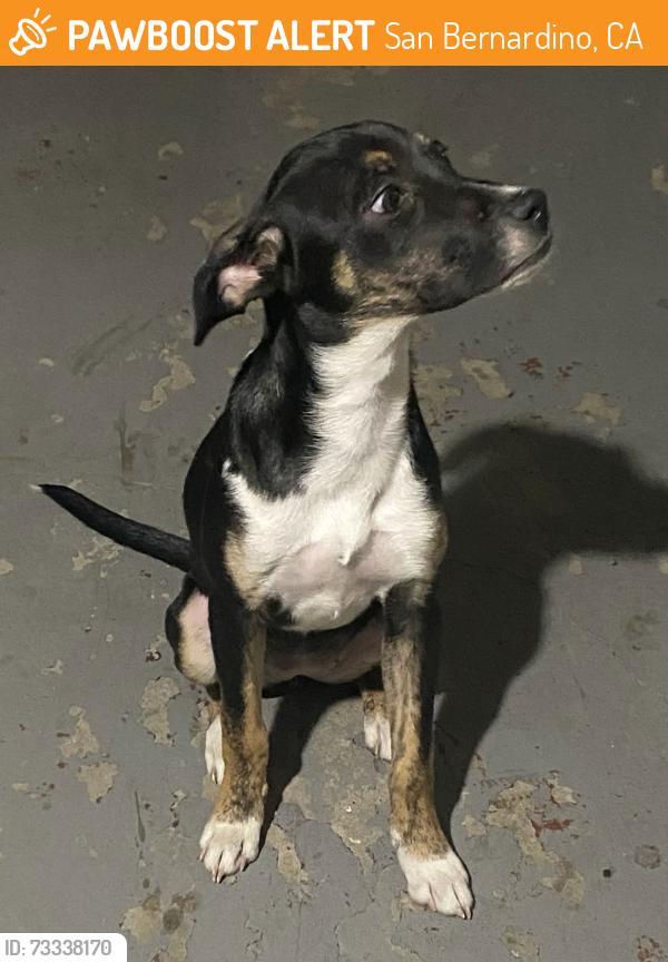 Found/Stray Female Dog last seen between sepulveda and sierra ave, San Bernardino, CA 92415