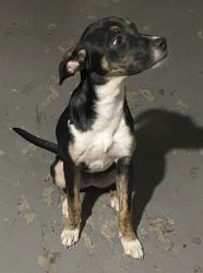 Found/Stray Female Dog last seen between sepulveda and sierra ave, San Bernardino, CA 92415