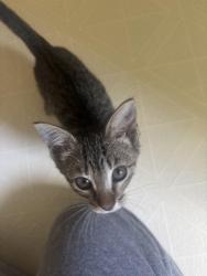 Reunited Female Cat last seen in front of my hse, Salisbury, NC 28146