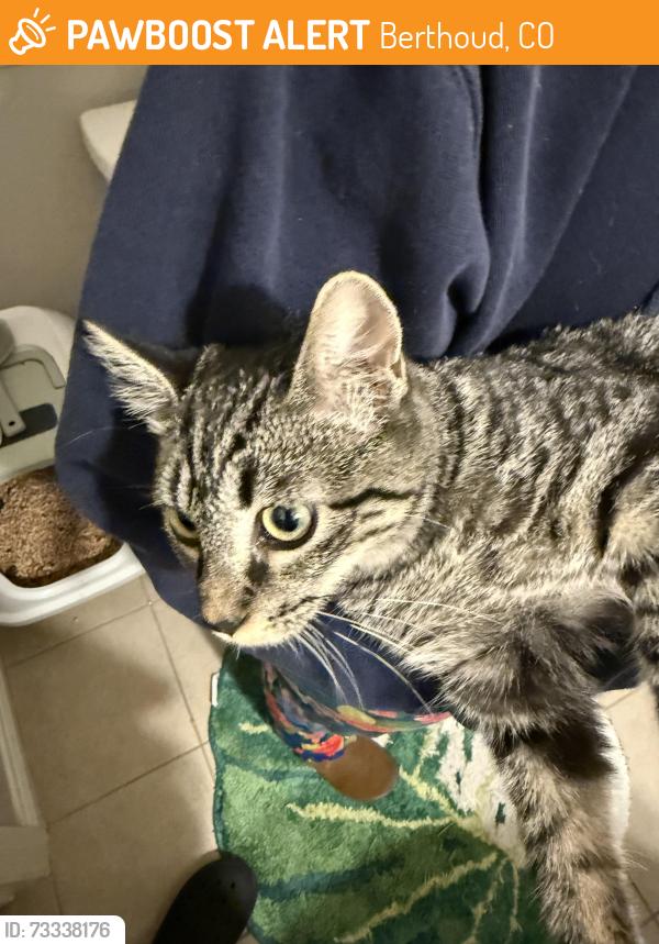 Found/Stray Unknown Cat last seen Around hays market / Berthoud highschool, Berthoud, CO 80513