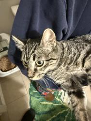 Found/Stray Unknown Cat last seen Around hays market / Berthoud highschool, Berthoud, CO 80513