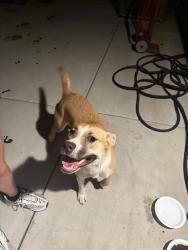Reunited Female Dog last seen Primrose, Magnolia south of Lowe's, Riverside, CA 92503