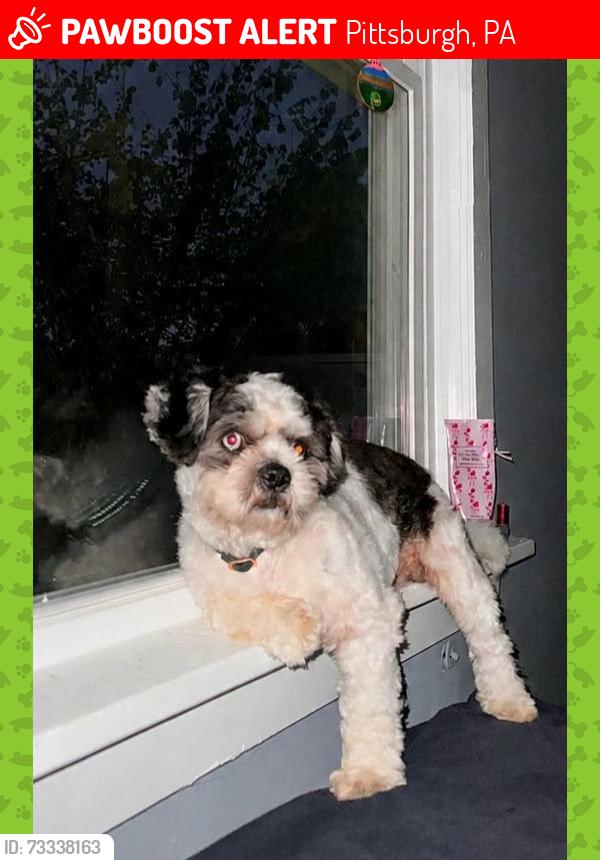 Lost Male Dog last seen Spokane and Lucina Ave, Pittsburgh, PA 15226