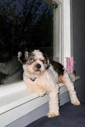 Lost Male Dog last seen Spokane and Lucina Ave, Pittsburgh, PA 15226
