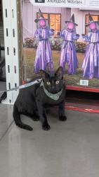 Reunited Male Cat last seen McKenzie trails lennar, Balch Springs, TX 75180
