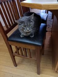 Lost Male Cat last seen lorane hwy Montessori school dog park, Eugene, OR 97405