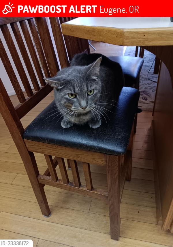 Lost Male Cat last seen lorane hwy Montessori school dog park, Eugene, OR 97405