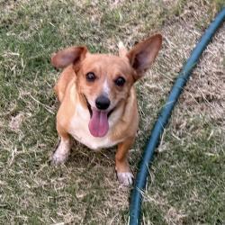 Reunited Male Dog last seen CR 6420, Lubbock, TX 79416