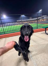 Lost Male Dog last seen Shiloh & I-35, Laredo, TX 78045