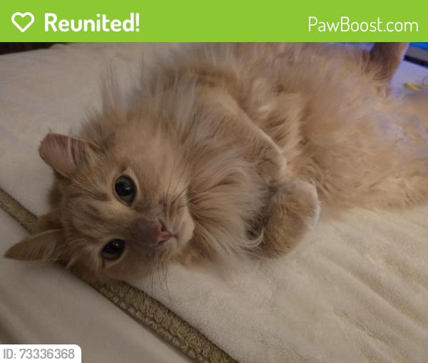 Reunited Male Cat last seen The manor apmts, North Brunswick Township, NJ 08902