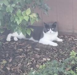 Found/Stray Male Cat last seen Esmeraldas Dr & Fino Dr, San Diego, CA 92124