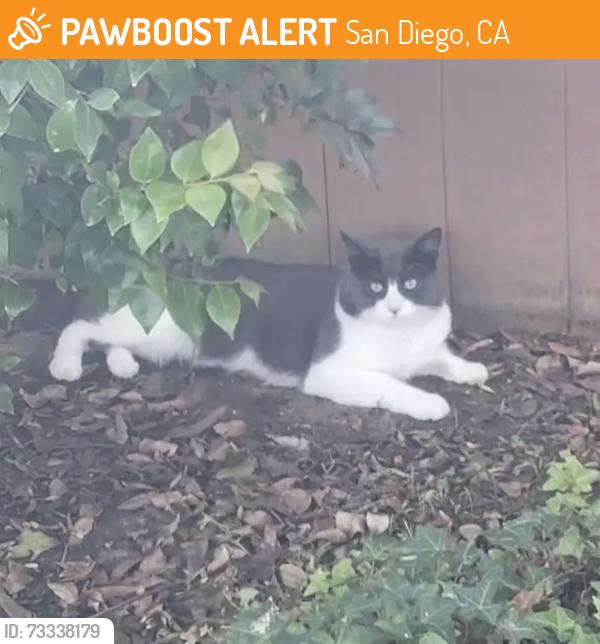 Found/Stray Male Cat last seen Esmeraldas Dr & Fino Dr, San Diego, CA 92124