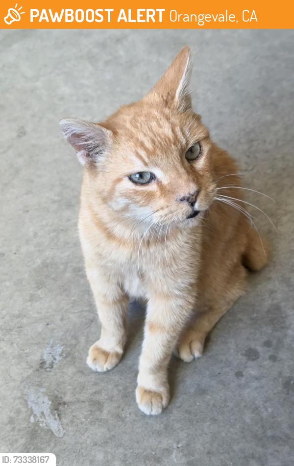Found/Stray Male Cat last seen Mellodora & Old Ranch Road, Orangevale, CA 95662