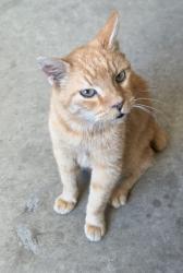 Found/Stray Male Cat last seen Mellodora & Old Ranch Road, Orangevale, CA 95662
