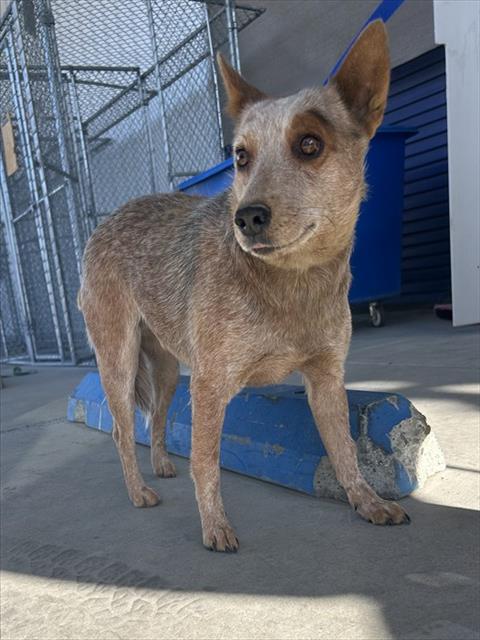 Shelter Stray Female Dog last seen Near BLOCK FOOTHILL AVE, EDWARDS CA 93523, 3951 Fruitvale Ave, Bakersfield, CA 93308, USA