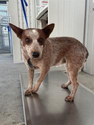 Shelter Stray Female Dog last seen Near BLOCK FOOTHILL AVE, EDWARDS CA 93523, 3951 Fruitvale Ave, Bakersfield, CA 93308, USA