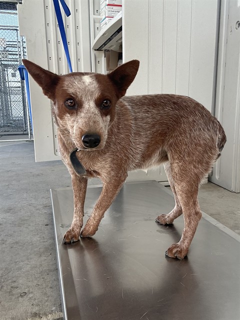 Shelter Stray Female Dog last seen Near BLOCK FOOTHILL AVE, EDWARDS CA 93523, 3951 Fruitvale Ave, Bakersfield, CA 93308, USA