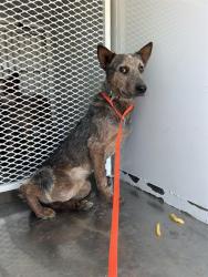 Shelter Stray Male Dog last seen Near BLOCK FOOTHILL AVE, EDWARDS CA 93523, 3951 Fruitvale Ave, Bakersfield, CA 93308, USA