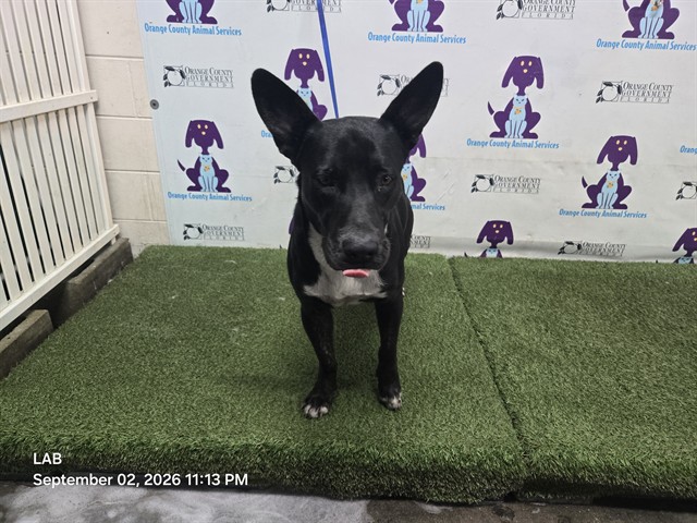 Shelter Stray Male Dog last seen , 2769 Conroy Rd, Orlando, FL 32839, USA