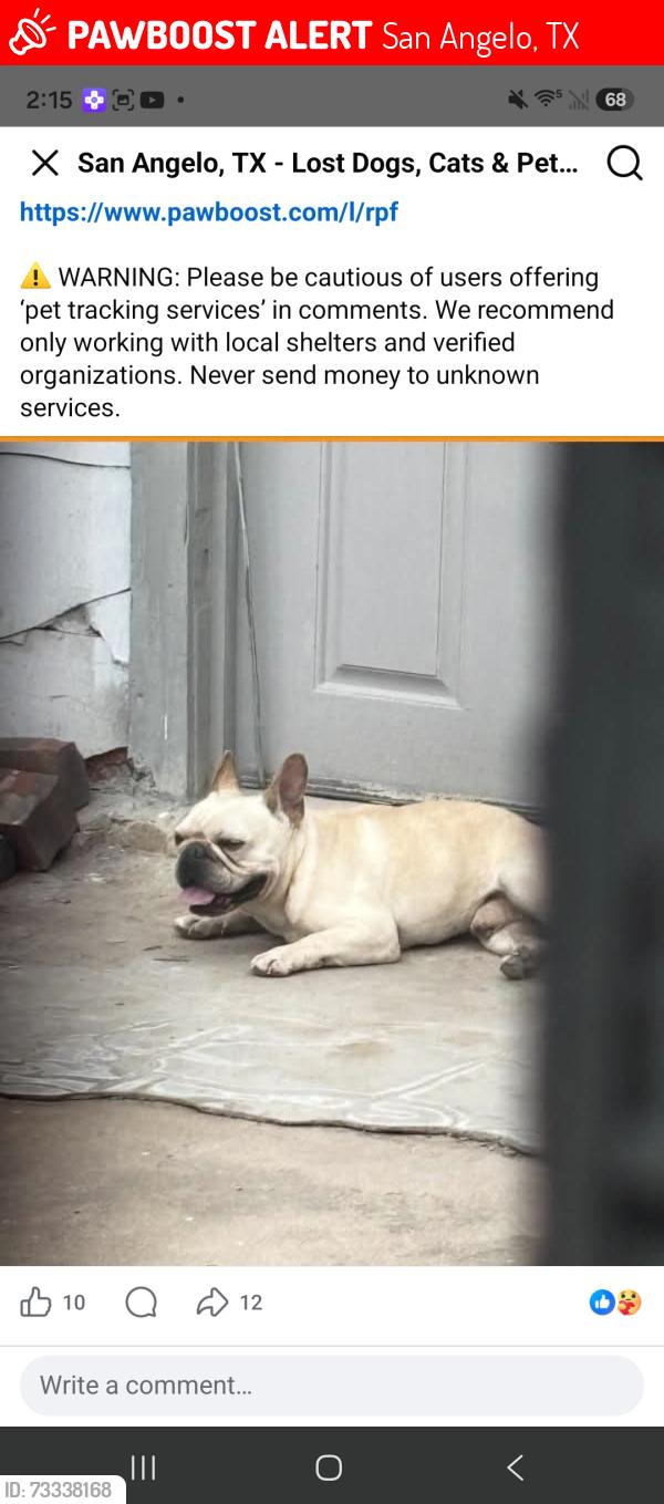 Lost Male Dog last seen E 24 st, San Angelo, TX 76903
