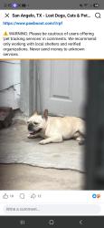 Lost Male Dog last seen E 24 st, San Angelo, TX 76903