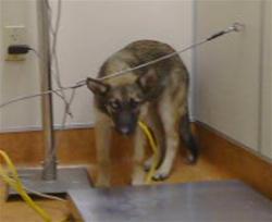 Shelter Stray Female Dog last seen DRY CREEK RD/ G ST, 95673, 3839 Bradshaw Rd, Sacramento, CA 95827, USA