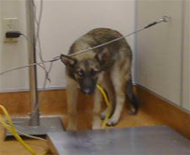 Shelter Stray Female Dog last seen DRY CREEK RD/ G ST, 95673, 3839 Bradshaw Rd, Sacramento, CA 95827, USA