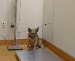 Shelter Stray Female Dog last seen DRY CREEK RD/ G ST, 95673, 3839 Bradshaw Rd, Sacramento, CA 95827, USA