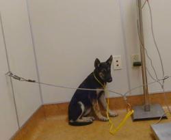 Shelter Stray Female Dog last seen DRY CREEK RD/ G ST, 95673, 3839 Bradshaw Rd, Sacramento, CA 95827, USA