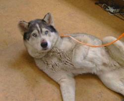 Shelter Stray Female Dog last seen JACKSON RD/EXCELSIOR RD, 95630, 3839 Bradshaw Rd, Sacramento, CA 95827, USA