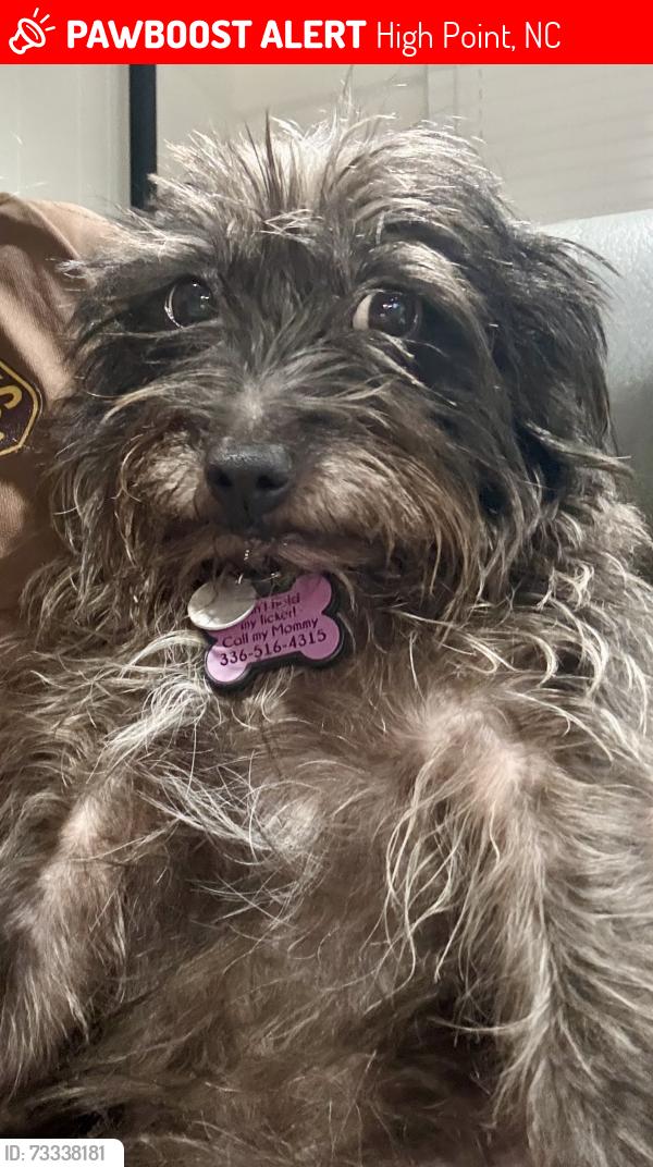 Lost Female Dog last seen Near Trafalgar dr high point, High Point, NC 27262