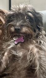 Lost Female Dog last seen Near Trafalgar dr high point, High Point, NC 27262