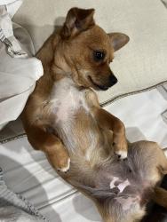 Lost Female Dog last seen On brooks st, Montclair, CA 91763