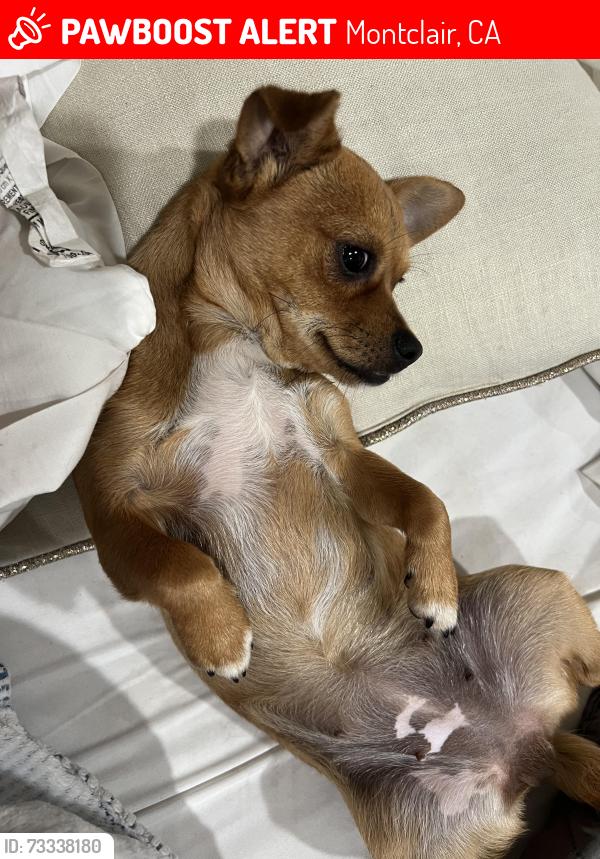 Lost Female Dog last seen On brooks st, Montclair, CA 91763